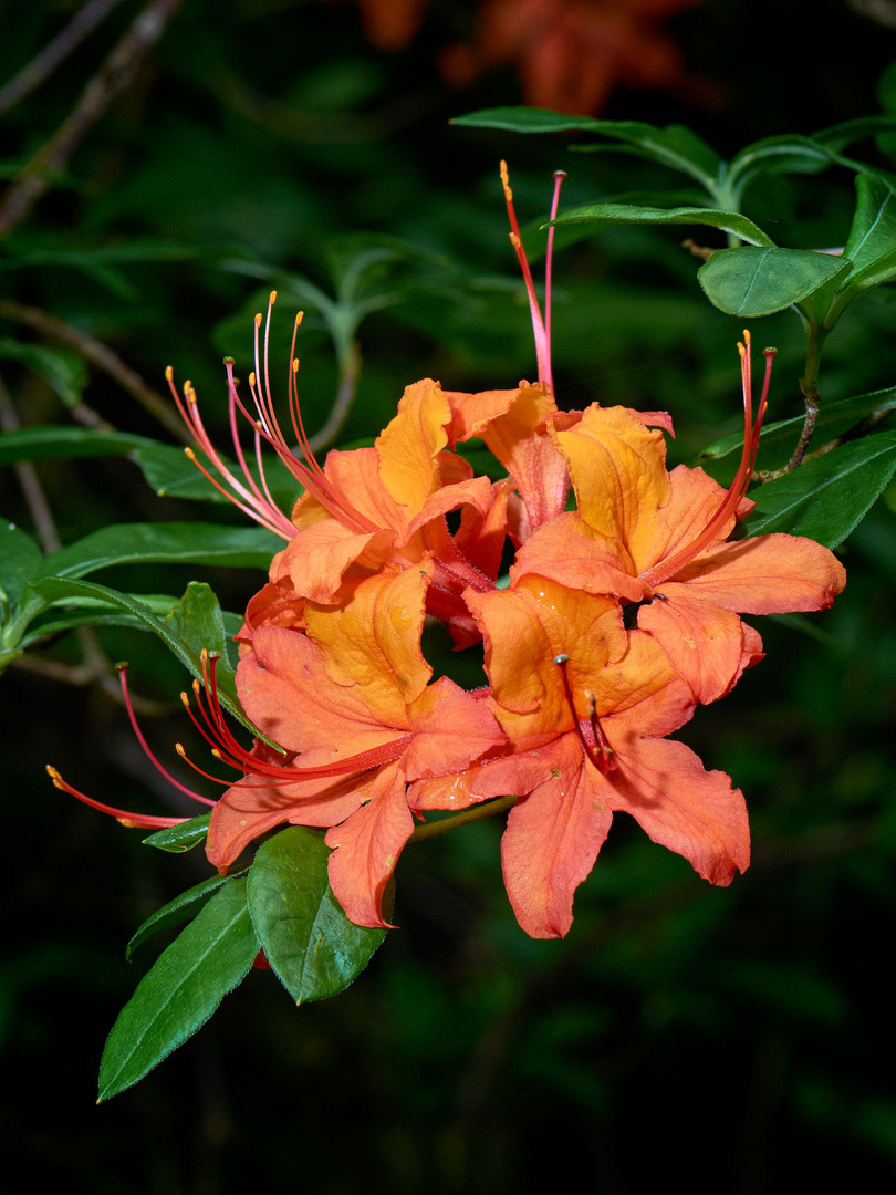 Rotblühender Rhododendron