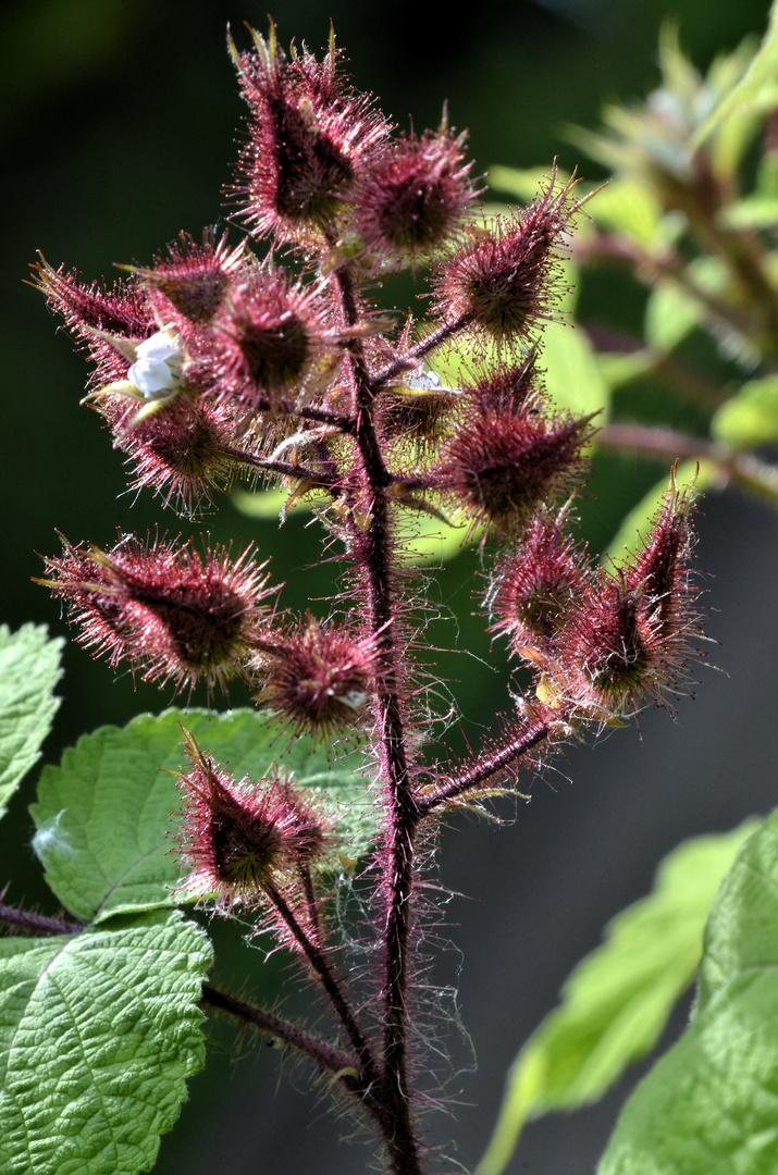 Rotborstige Himbeere, oder Japanische Weinbeere (Rubus phoenicolasius)  