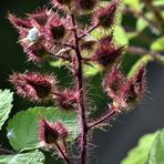 Rotborstige Himbeere, oder Japanische Weinbeere (Rubus phoenicolasius)  
