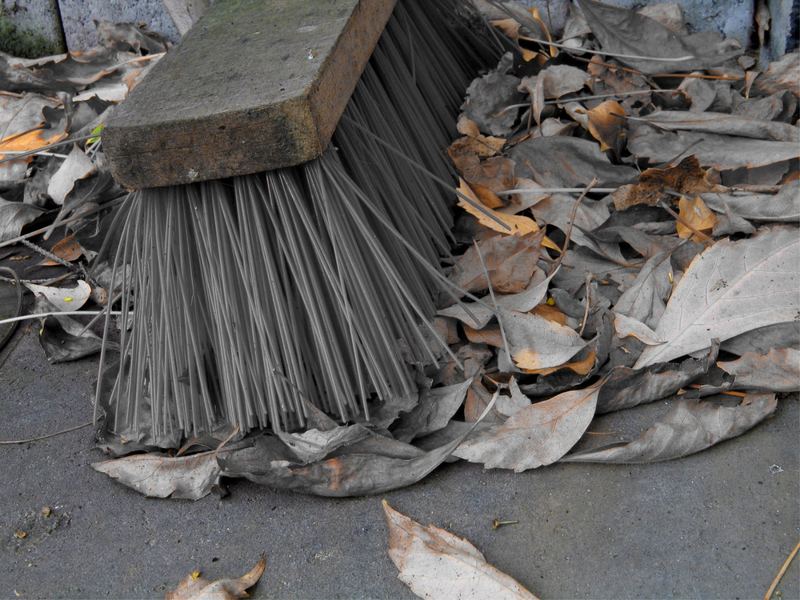 Rotborstiger Teerrasenbesen auf rotbunten Herbstblättern