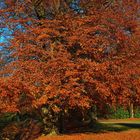Rotbraun.... die Farbe des Herbst