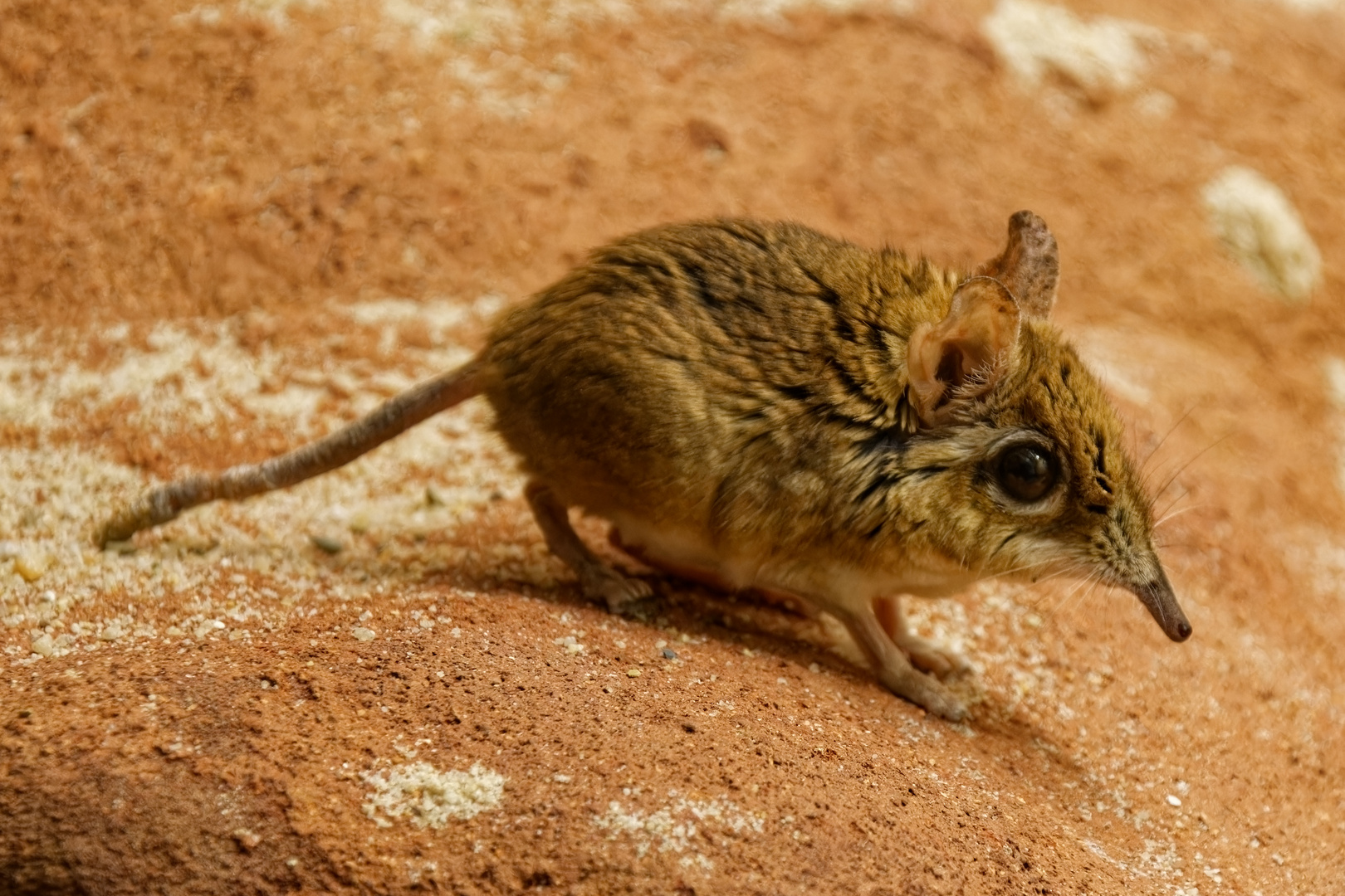 Rotbraune Elefantenspitzmaus