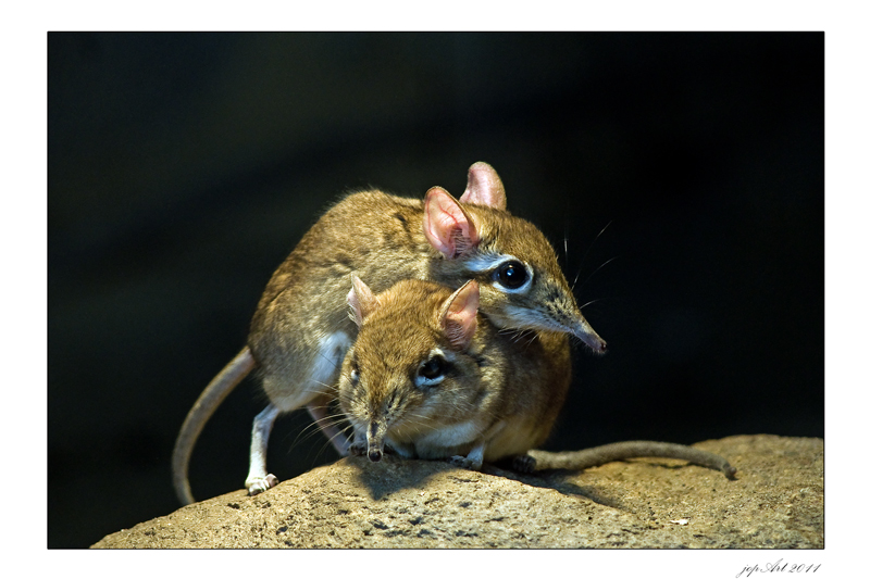 Rotbraune Elefantenspitzmaus...