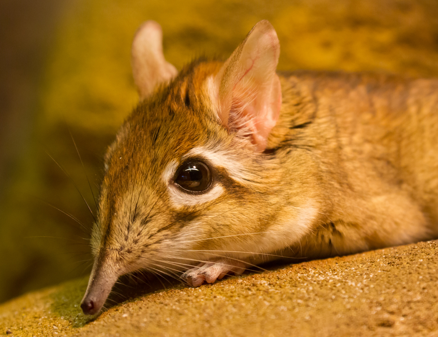 Rotbraune Elefantenspitzmaus (Elephantulus rufescens), Nr. 1