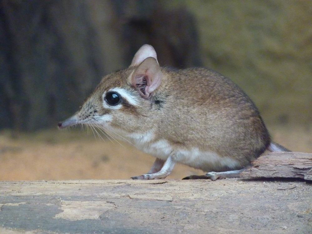 Rotbraune Elefantenspitzmaus im Kölner Zoo (Hippodom)