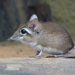 Rotbraune Elefantenspitzmaus im Kölner Zoo (Hippodom)