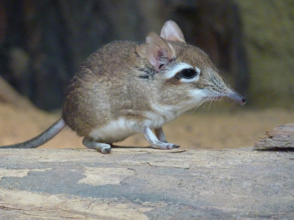 Rotbraune Elefantenspitzmaus im Kölner Zoo (Hippodom)