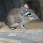 Rotbraune Elefantenspitzmaus im Kölner Zoo (Hippodom)