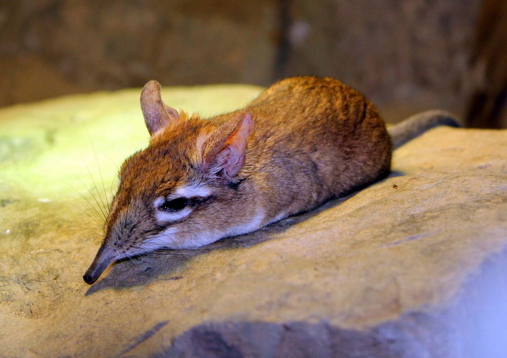 Rotbraune Elefantenspitzmaus im Kölner Zoo (Hippodrom) unter der Wärmelampe