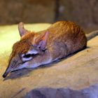 Rotbraune Elefantenspitzmaus im Kölner Zoo (Hippodrom) unter der Wärmelampe