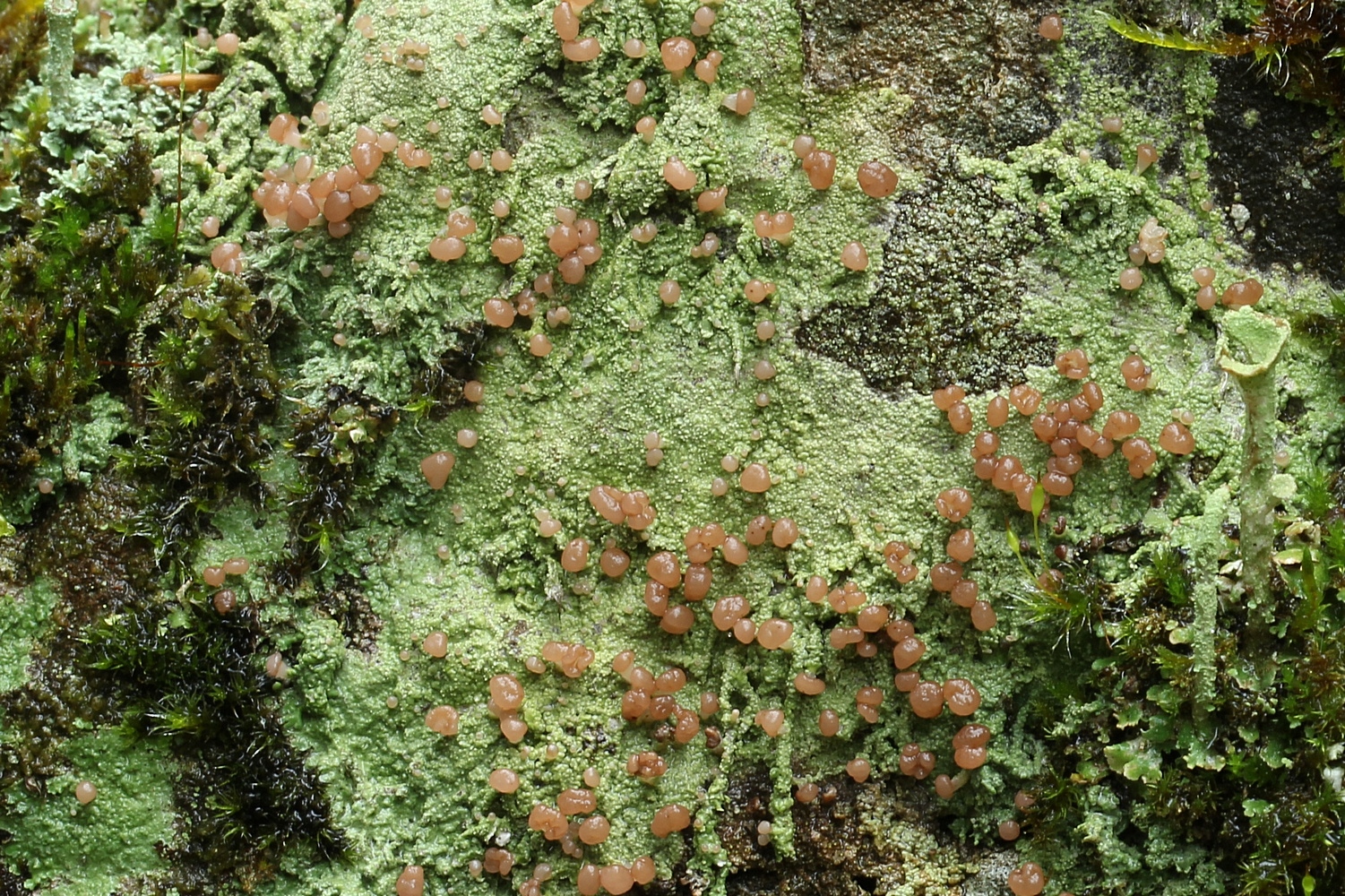 Rotbraune Köpfchenflechte (Baeomyces rufus) am Hohen Meißner (Hessen)