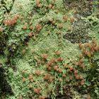 Rotbraune Köpfchenflechte (Baeomyces rufus) am Hohen Meißner (Hessen)