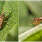 Rotbraune Sichelwanze (Nabis rugosus)