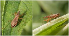 Rotbraune Sichelwanze (Nabis rugosus)