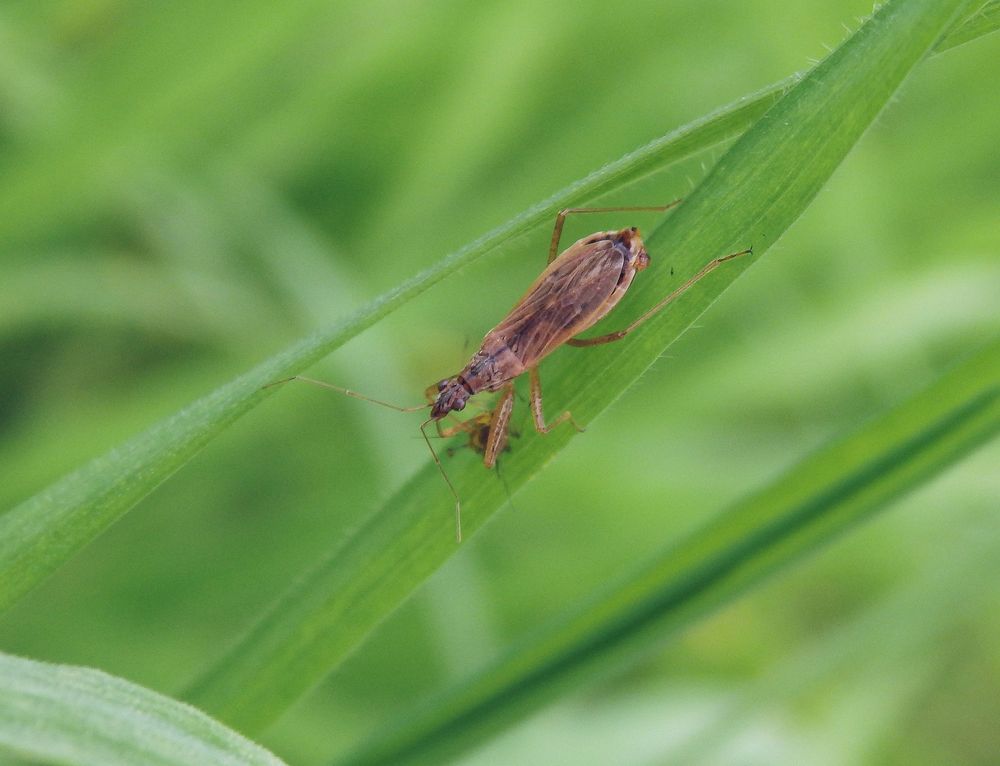 Rotbraune Sichelwanze (Nabis rugosus)