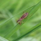 Rotbraune Sichelwanze (Nabis rugosus)