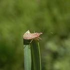 Rotbraune Sichelwanze (Nabis rugosus)