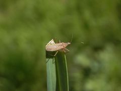 Rotbraune Sichelwanze (Nabis rugosus)