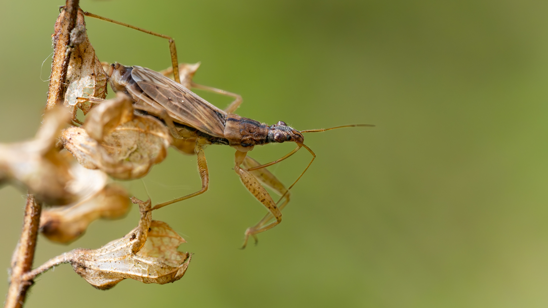 Rotbraune Sichelwanze (Nabis rugosus)