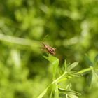 Rotbraune Sichelwanze (Nabis rugosus)