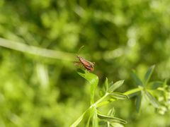 Rotbraune Sichelwanze (Nabis rugosus)