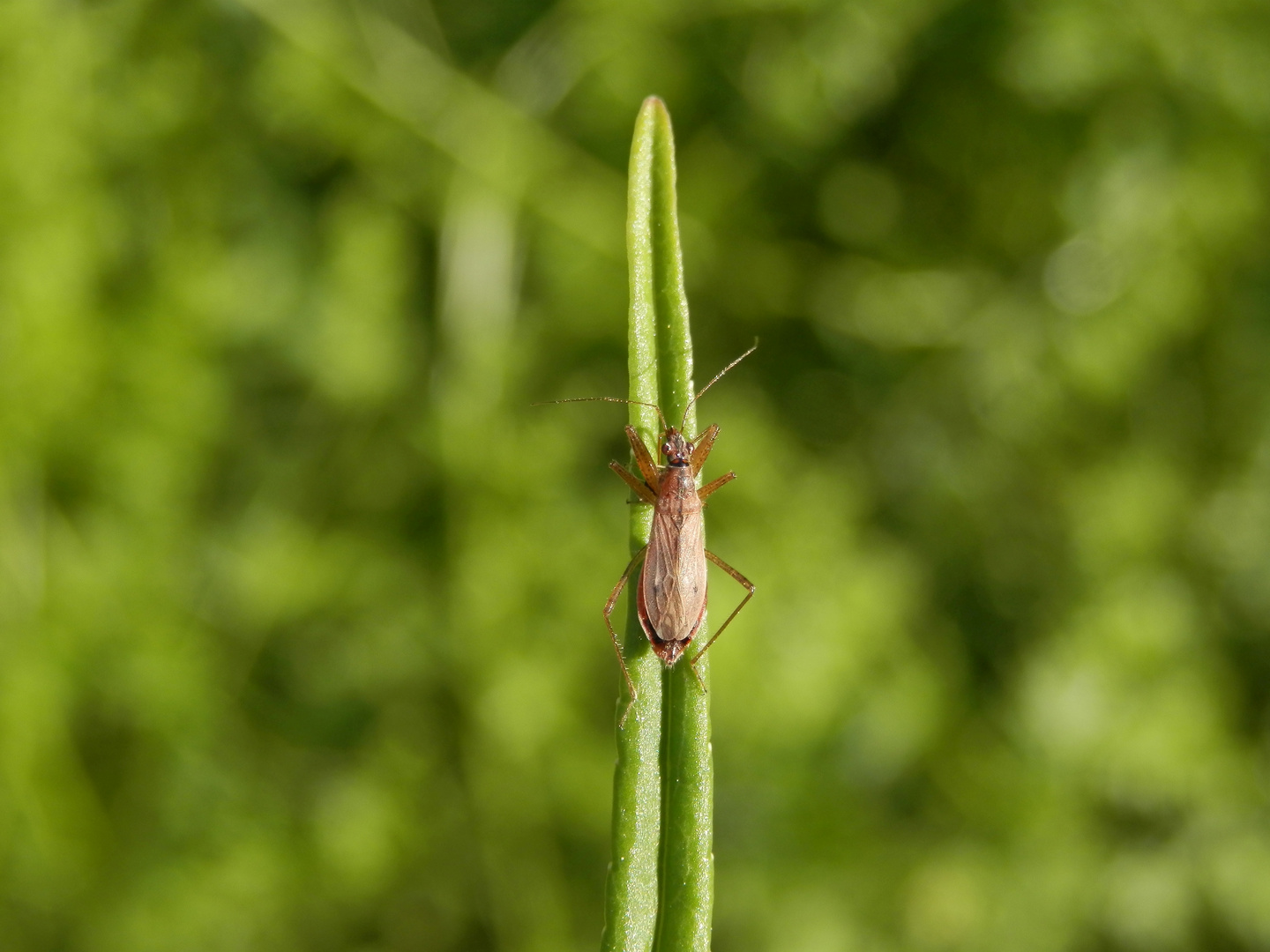 Rotbraune Sichelwanze (Nabis rugosus)