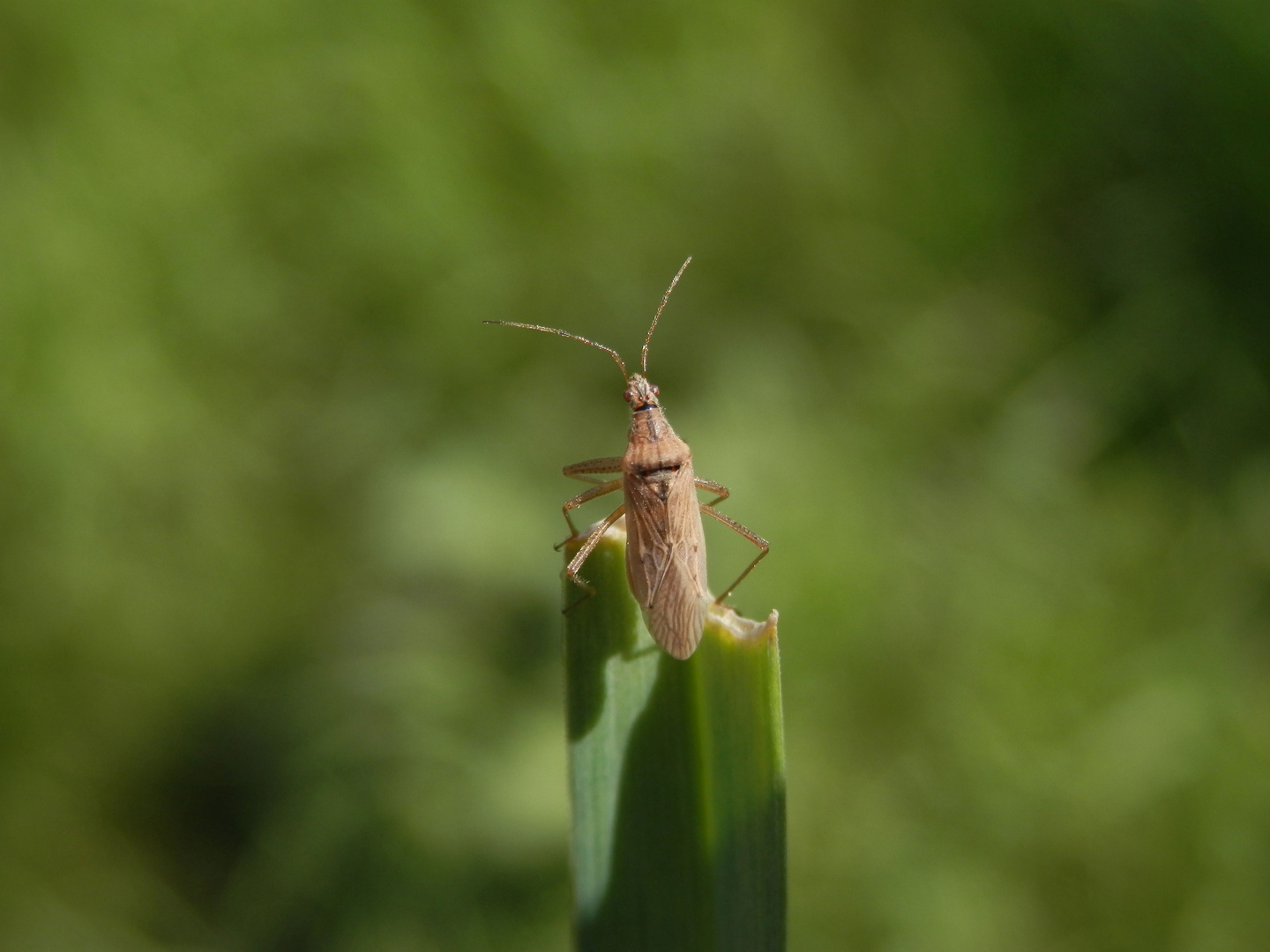 Rotbraune Sichelwanze (Nabis rugosus)