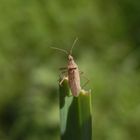 Rotbraune Sichelwanze (Nabis rugosus)