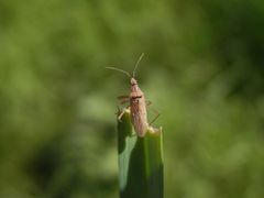 Rotbraune Sichelwanze (Nabis rugosus)