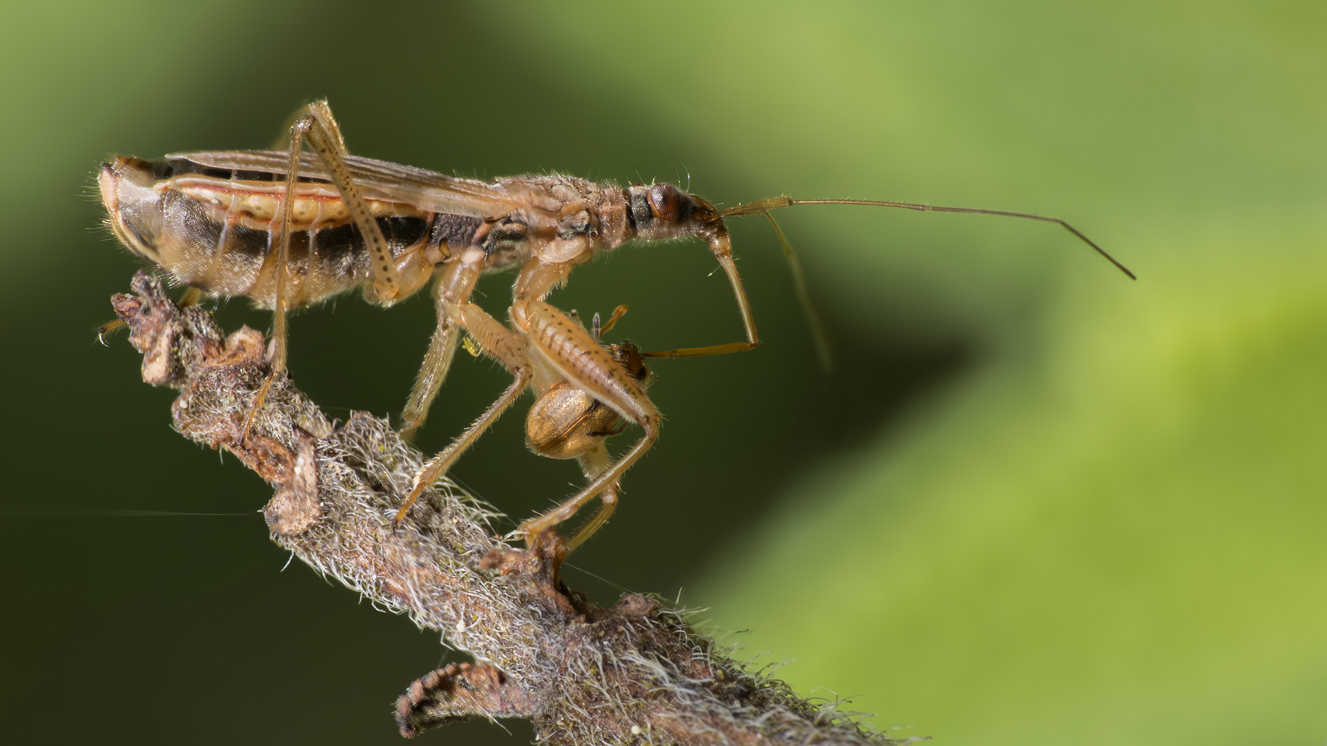 Rotbraune Sichelwanze (Nabis rugosus)