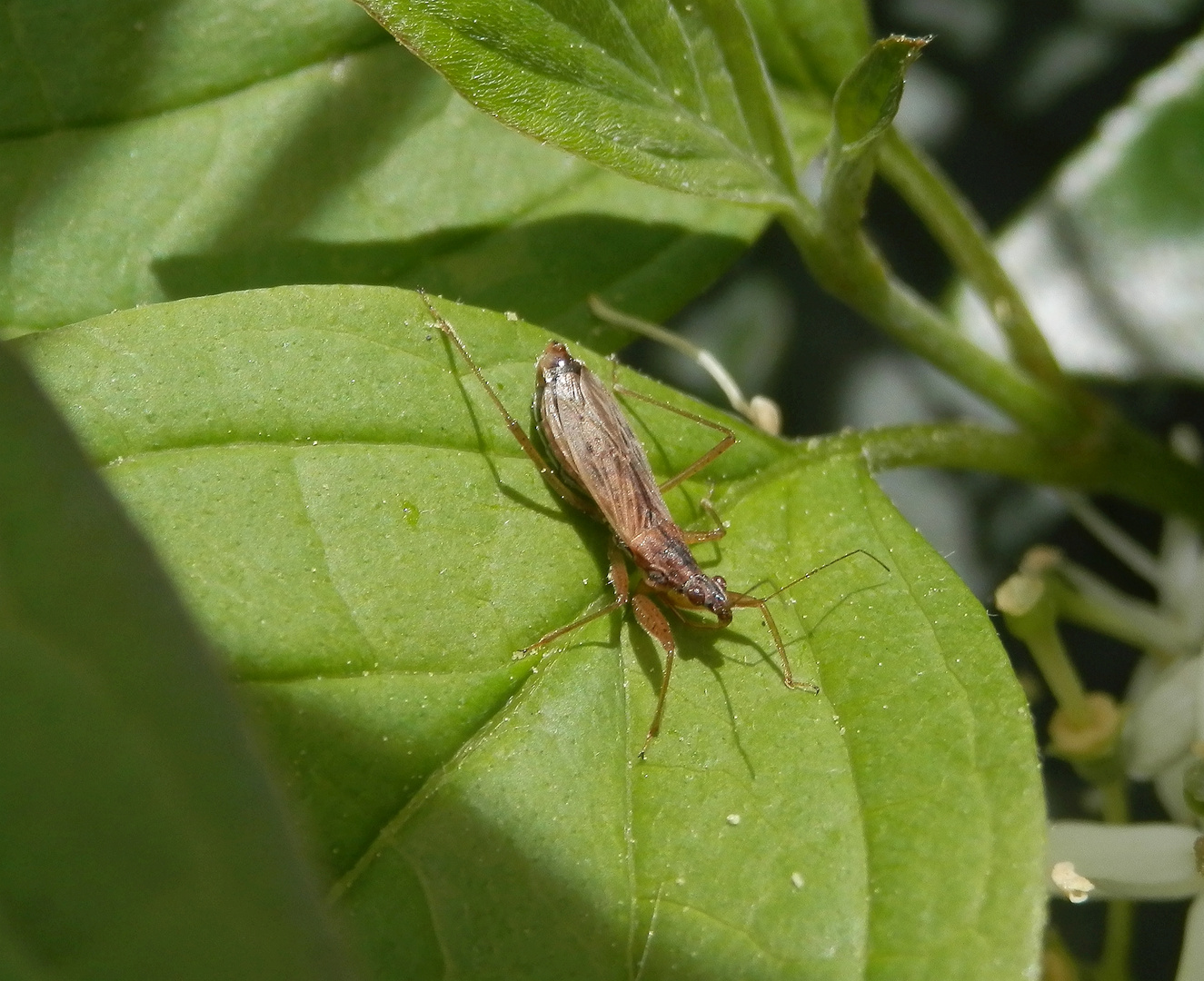 Rotbraune Sichelwanze (Nabis rugosus) auf der Lauer