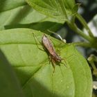 Rotbraune Sichelwanze (Nabis rugosus) auf der Lauer