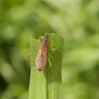 Rotbraune Sichelwanze (Nabis rugosus) auf Weichgras