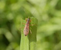 Rotbraune Sichelwanze (Nabis rugosus) auf Weichgras