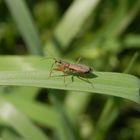 Rotbraune Sichelwanze (Nabis rugosus) auf Weichgras