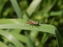 Rotbraune Sichelwanze (Nabis rugosus) auf Weichgras