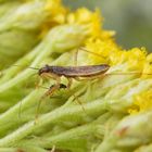 Rotbraune Sichelwanze (Nabis rugosus) - Späte Nymphe mit Beute