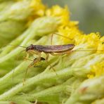 Rotbraune Sichelwanze (Nabis rugosus) - Späte Nymphe mit Beute