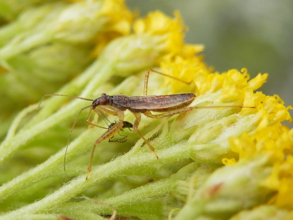 Rotbraune Sichelwanze (Nabis rugosus) - Späte Nymphe mit Beute