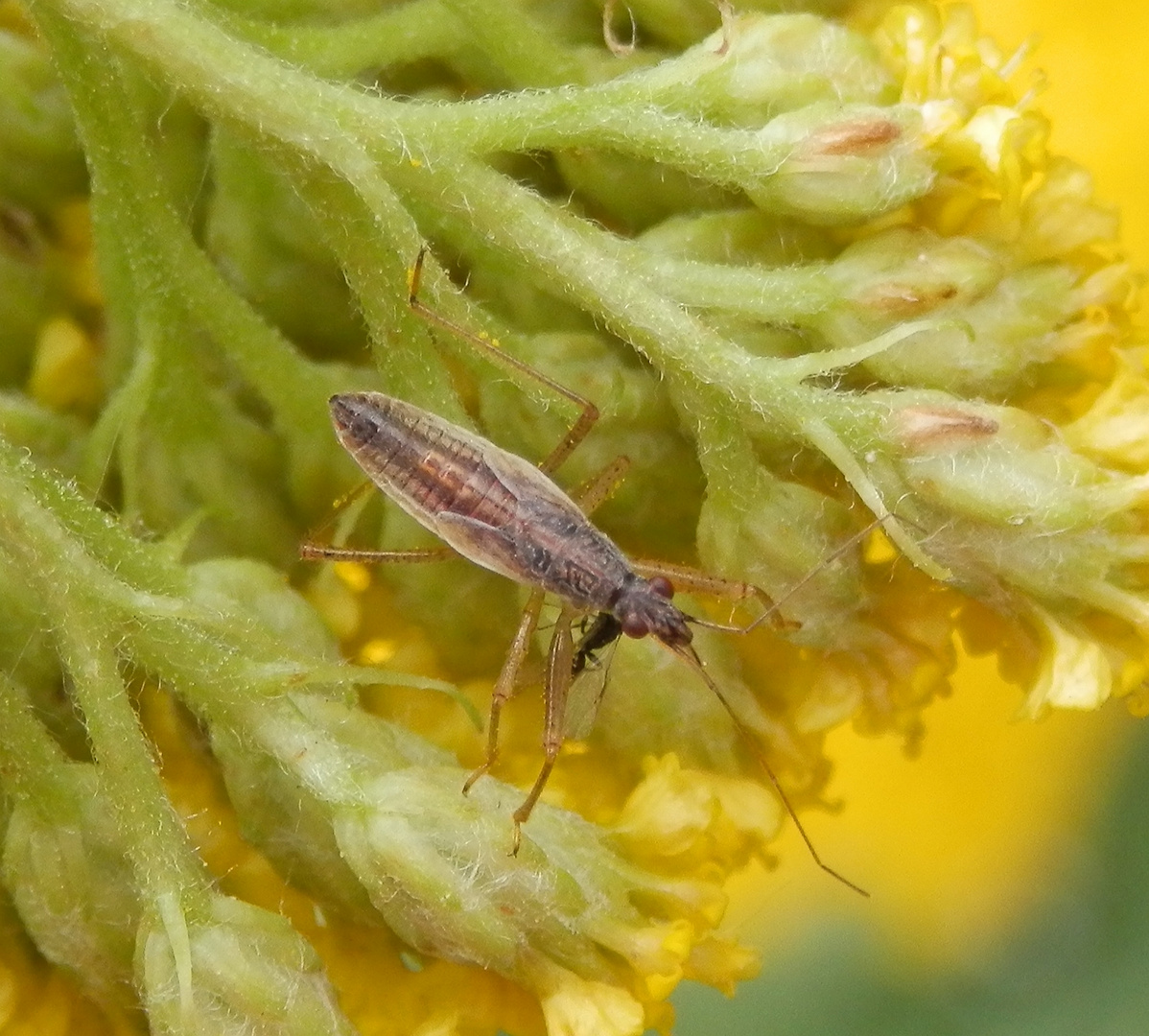 Rotbraune Sichelwanze (Nabis rugosus) - Späte Nymphe von oben