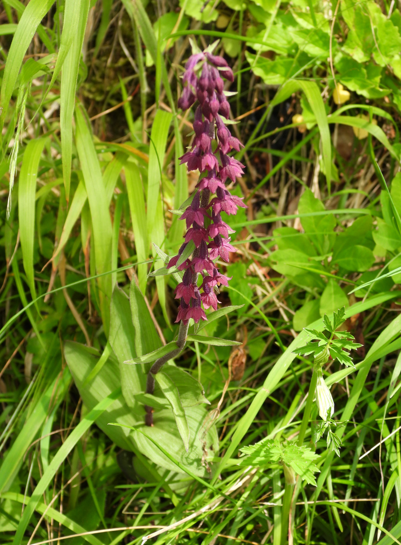 Rotbraune Stendelwurz