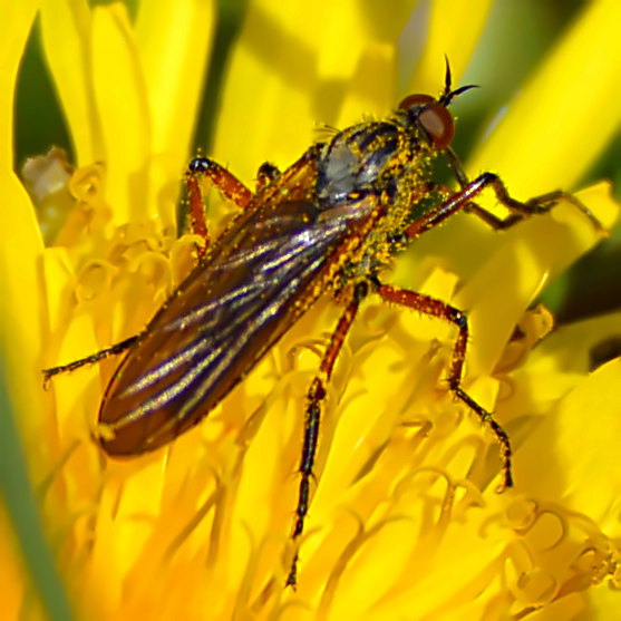 Rotbraune Tanzfliege 