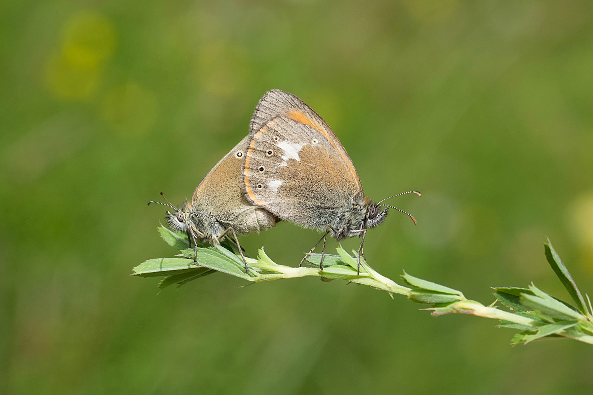 Rotbraune Wiesenvögelchen