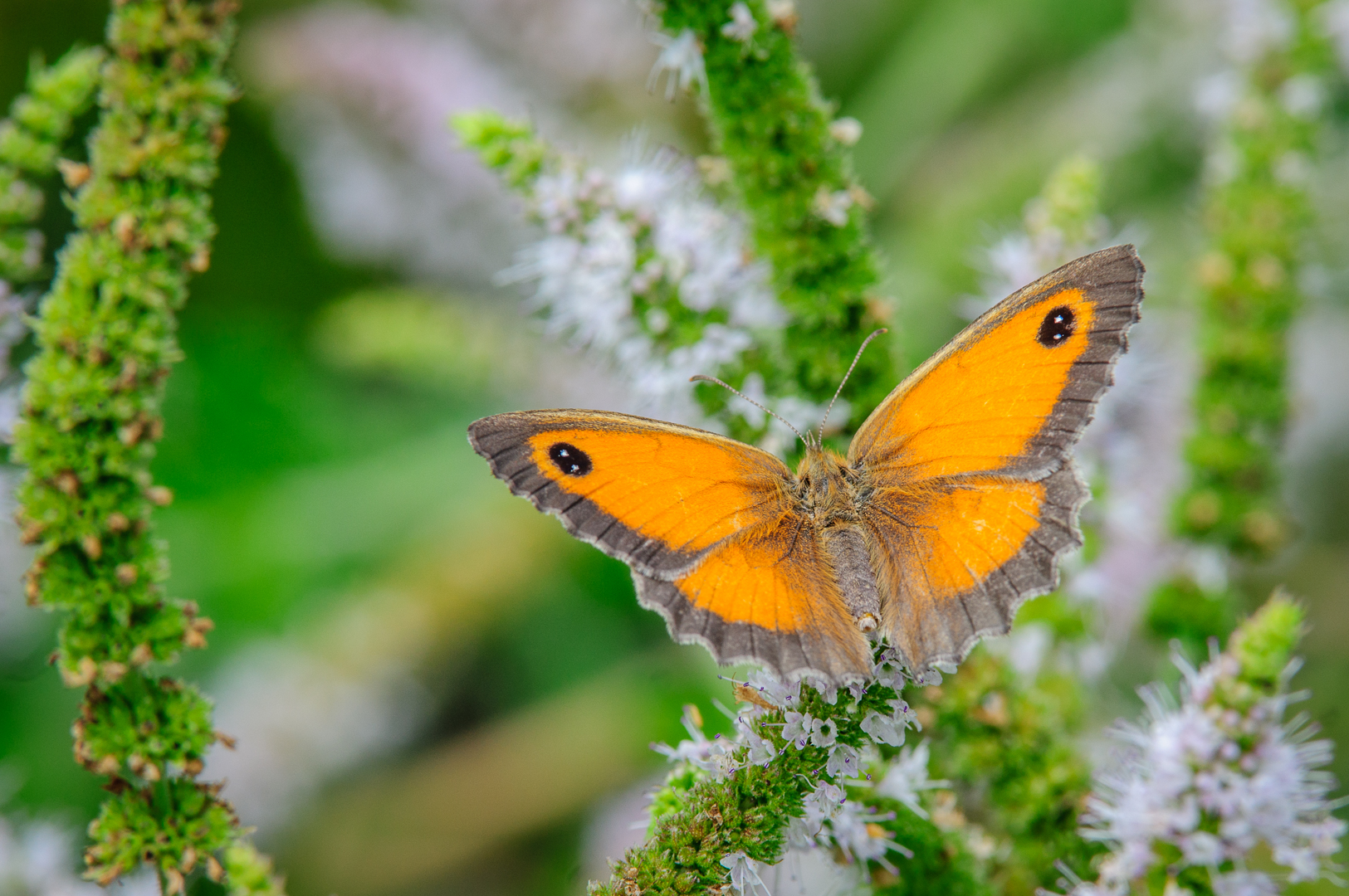 Rotbraunen Ochsenauge (Pyronia tithonus)