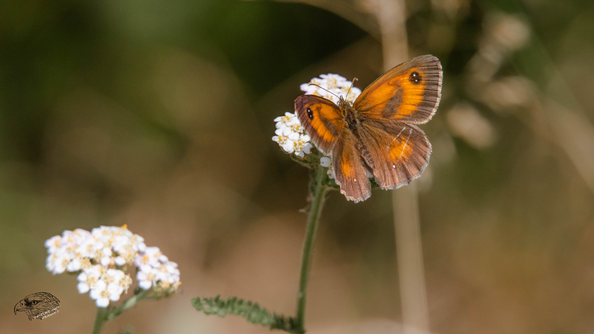 Rotbraunen Ochsenauge (yronia tithonus)