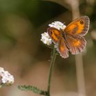 Rotbraunen Ochsenauge (yronia tithonus)