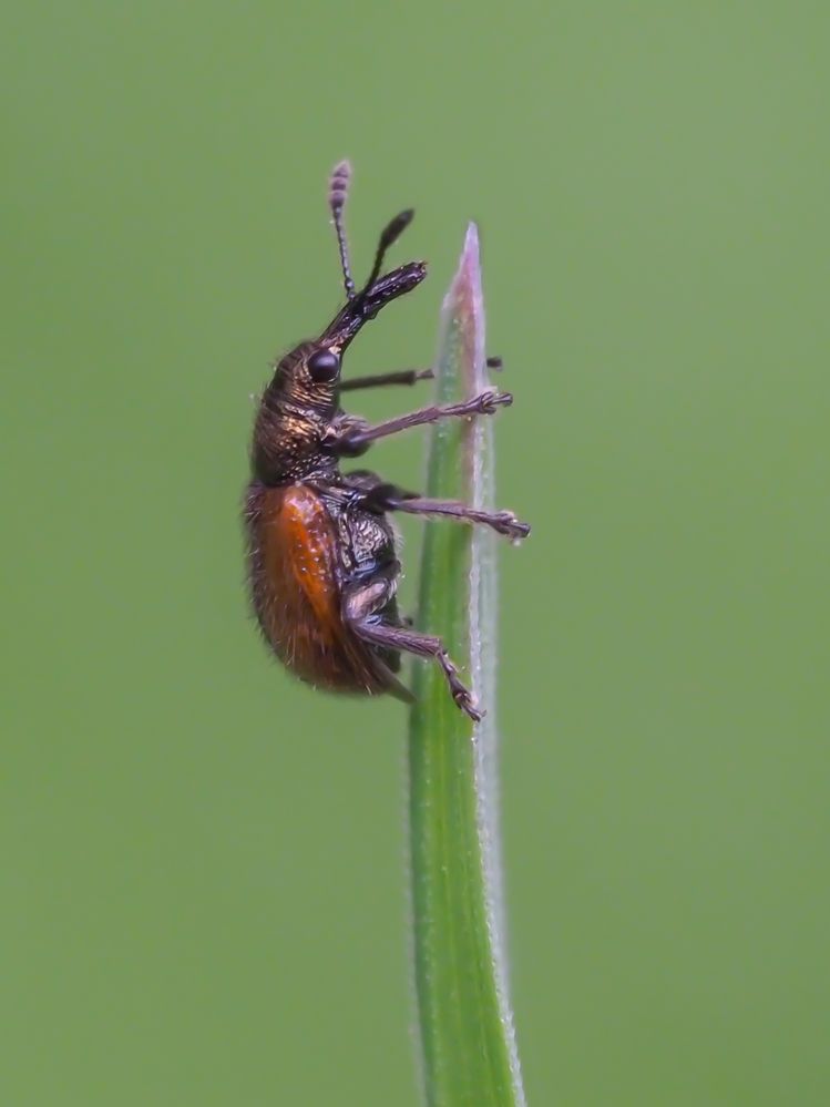 Rotbrauner Apfelfruchtstecher (Caenorhinus aequatus) 