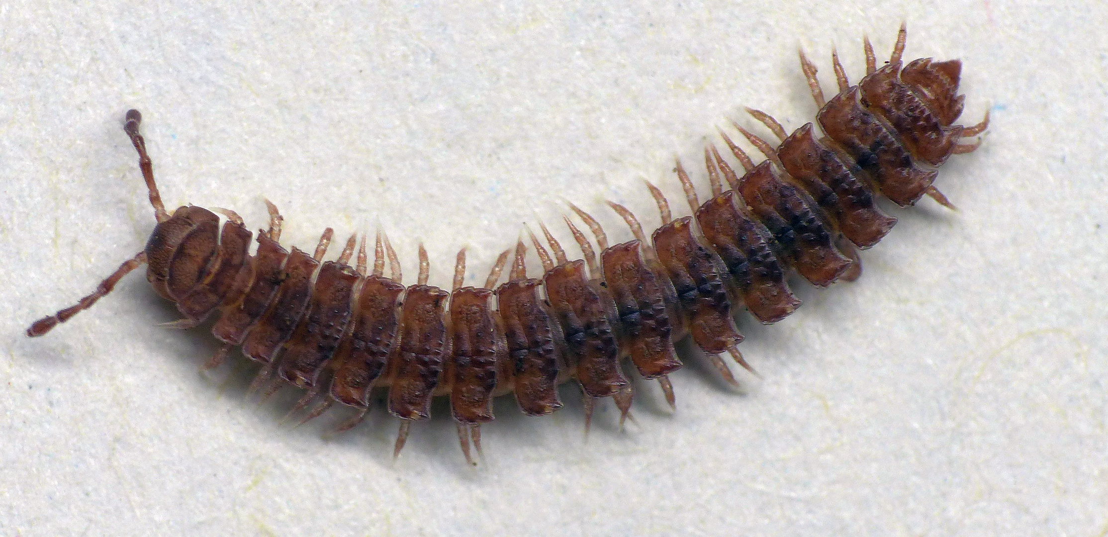 Rotbrauner Bandfüßer (Polydesmus angustus)