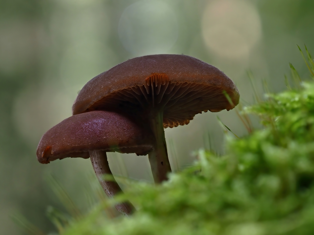 Rotbrauner Flämmling, Gymnopilus picreus ?