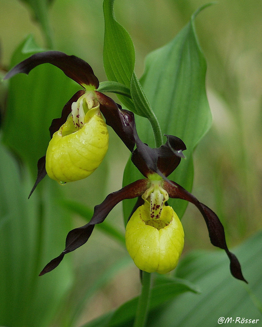 Rotbrauner Frauenschuh (Cypripedium calceolus)